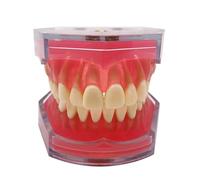 Dents Dentaires Modèle 28 Dents, Modèles Dentaires Amovibles Professionnels avec Gencives Molles, Modèles De Dents pour L’étude des étudiants en Médecine Dent, Transparent Gums