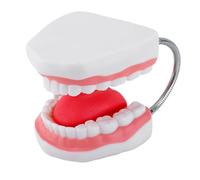 Dents humaines élargies Modèle anatomique de langue humaine avec modèle anatomique élargi amovible pour dents de langue surdimensionnées