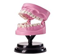 Dents Modèle Anatomique Modèle dentaires de Dents Structure de dent Humaine Modèle Anatomie Modèle de Dents Dentaire Modèle de Dents Dents Démonstration du modèle pour l'éducation physiologique