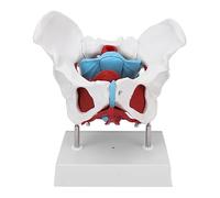 Deosdum Modèle D'anatomie du Bassin Féminin avec Parties Colorées | Matériau PVC, Base D'affichage Stable, Léger pour un Transport Facile, Idéal pour L'orthopédie et L'éducation .