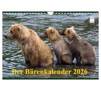 Der Bärenkalender 2026 (Wandkalender 2026 DIN A4 quer), CALVENDO Monatskalender: Grizzlybären - ein Fotoshooting der besonderen Art