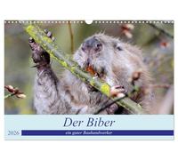Der Biber, ein guter Bauhandwerker (Wandkalender 2026 DIN A3 quer), CALVENDO Monatskalender: Ein schöne Begegnung mit einem, der nur nachts unterwegs ist.