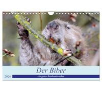 Der Biber, ein guter Bauhandwerker (Wandkalender 2026 DIN A4 quer), CALVENDO Monatskalender: Ein schöne Begegnung mit einem, der nur nachts unterwegs ist.