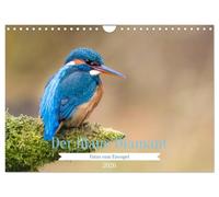 Der blaue Diamant - Fotos vom Eisvogel (Wandkalender 2026 DIN A4 quer), CALVENDO Monatskalender: Der Eisvogel - Ein kleiner Diamant in deutschen Gewässern