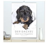 Der Dackel (M)ein treuer Weggefährte (hochwertiger Premium Wandkalender 2026 DIN A2 hoch), Kunstdruck in Hochglanz: Ein bezaubernder Dackel begleitetet Sie durchs Jahr