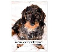 Der Dackel - mein kleiner Freund (Wandkalender 2026 DIN A3 hoch), CALVENDO Monatskalender: Der Dackel - nicht nur als Jagd- und Gebrauchshund ein treuer Begleiter.
