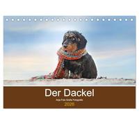 Der Dackel (Tischkalender 2026 DIN A5 quer), CALVENDO Monatskalender: Der Dackel - kleiner Hund, großes Herz, riesengroße Ausstrahlung und ein Blick, den nur der Dackel kann.