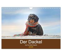 Der Dackel (Wandkalender 2026 DIN A4 quer), CALVENDO Monatskalender: Der Dackel - kleiner Hund, großes Herz, riesengroße Ausstrahlung und ein Blick, den nur der Dackel kann.