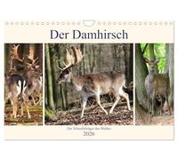 Der Damhirsch - Der Schaufelträger des Waldes (Wandkalender 2026 DIN A4 quer), CALVENDO Monatskalender: Heute ist die Hirschart in ganz Europa verteilt.