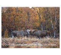 Der Elch - König der skandinavischen Wälder (Wandkalender 2026 DIN A3 quer), CALVENDO Monatskalender: Der Elch ist der König in den skandinavischen Wäldern