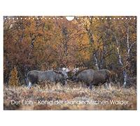 Der Elch - König der skandinavischen Wälder (Wandkalender 2026 DIN A4 quer), CALVENDO Monatskalender: Der Elch ist der König in den skandinavischen Wäldern