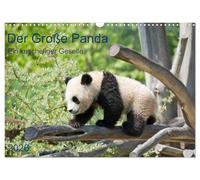 Der Große Panda Ein kuscheliger Geselle (Wandkalender 2026 DIN A3 quer), CALVENDO Monatskalender: Der Pandabär, ein beliebter Sympathieträger