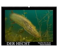 Der Hecht - Tauchen Sie ab mit Daniel Hohlfeld (Wandkalender 2026 DIN A2 quer), CALVENDO Monatskalender: Tauchen Sie ab und erleben einen ganz besonderen Räuber.