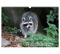 Der kleine Räuber mit Maske - Waschbären (Wandkalender 2026 DIN A3 quer), CALVENDO Monatskalender: Ein kleiner anpassungsfähiger Räuber