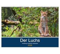 Der Luchs - Hochbeinig, Pinselohren, Backenbart (Wandkalender 2026 DIN A2 quer), CALVENDO Monatskalender: Unsere größten und seltensten Katzen.