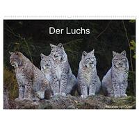 Der Luchs (Wandkalender 2026 DIN A2 quer), CALVENDO Monatskalender: Bilder vom Europäischen Luchs, lat. Lynx lynx.