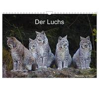 Der Luchs (Wandkalender 2026 DIN A4 quer), CALVENDO Monatskalender: Bilder vom Europäischen Luchs, lat. Lynx lynx.