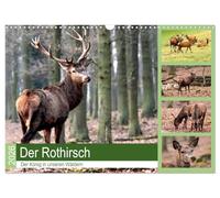 Der Rothirsch - Der König in unseren Wäldern (Wandkalender 2026 DIN A3 quer), CALVENDO Monatskalender: Der Rothirsch ist wohl das imposanteste Tier in unsern Wäldern