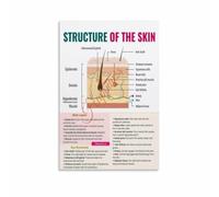 Dermal Layer Reference Poster for Makeup Artists and Skincare Professionals