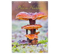 Des champignons en pleine forme, Version française (Calendrier mural 2026 DIN A4 portrait), Calendrier CALVENDO mensuel