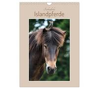 Des chevaux islandais hauts en couleur, Version française (Calendrier mural 2026 DIN A4 portrait), Calendrier CALVENDO mensuel