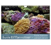 Des habitants du récif hauts en couleur - des poissons, des anémones et bien plus encore, Version française (Calendrier mural 2026 DIN A4 portrait), Calendrier CALVENDO mensuel