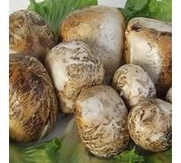 Des morceaux de fumée Bufala 500 Gr. - Offre 3 kg