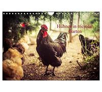 Des poules dans mon jardin, Version française (Calendrier mural 2026 DIN A4 portrait), Calendrier CALVENDO mensuel