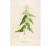 Description des plantes rares cultivees a Malmaison et a Navarre Pl.02 (1813) Poster Impression par Pierre Joseph Redouté (45,7 x 61 cm)