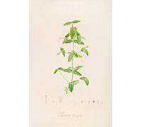 Description des plantes rares cultivees a Malmaison et a Navarre Pl.12 (1813) Poster Impression par Pierre Joseph Redouté (45,7 x 61 cm)