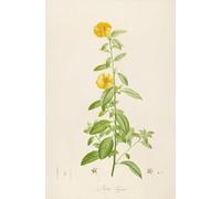 Description des plantes rares cultivees a Malmaison et a Navarre Pl.17 (1813) Poster Impression par Pierre Joseph Redouté (45,7 x 61 cm)
