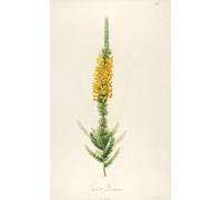 Description des plantes rares cultivees a Malmaison et a Navarre Pl.44 (1813) Poster Impression par Pierre Joseph Redouté (45,7 x 61 cm)