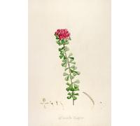Description des plantes rares cultivees a Malmaison et a Navarre Pl.53 (1813) Poster Impression par Pierre Joseph Redouté (45,7 x 61 cm)