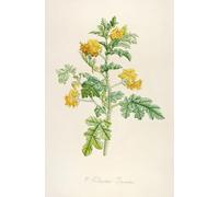 Description des plantes rares cultivees a Malmaison et a Navarre Pl.56 (1813) Poster Impression par Pierre Joseph Redouté (24 x 36)