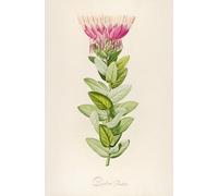 Description des plantes rares cultivees a Malmaison et a Navarre Pl.59 (1813) Poster Impression par Pierre Joseph Redouté (45,7 x 61 cm)