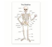 Detailed Human Skeleton Anatomy Model, Articulated and Mounted on Base, for Medical Students, Chiropractors & Anatomy Enthusiasts(Unframed,16x24inch(40x60cm))