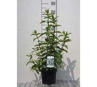 Deutzia cren. 'Pride of Rochester' - Arbuste étoilé en conteneur 60- 80 cm
