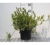 Deutzia grac. 'Nikko' - Arbuste étoilé 25- 30 cm Conteneur