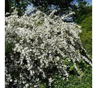 Deutzia gracilis Nikko 2L - Une plante au parfum très intense