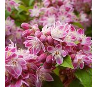 Deutzia 'Strawberry Fields' - Arbuste à fleurs rose vif - Idéal pour les jardins de cottage et les bordures