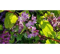 Deutzia x hybrida 'Perle rose' / Deutzie à fleurs roses/Conteneur de 3 à 4 litres