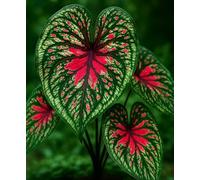 Deux bulbes de caladium de lézard épicé à planter - Plantes à feuillage tropical coloré - Plantes d'intérieur qui aiment l'ombre pour conteneurs, décoration de terrasse et de jardin (2 ampoules)