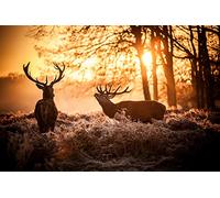 Deux Cerfs dans la forêt au Coucher du Soleil - Puzzle en Bois 1000 Pieces Adultes Enfants Classique Jeu Cadeau