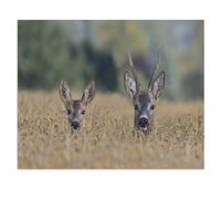 Deux chevreuils dans Un Champ de céréales，Puzzle 1000 Pièces，DIY Jouets Enfants Cadeaux Accueil Décors Jouets Jeux Amusants Grand Cadeau Éducatif pour Enfants Impossible Puzzle（38x26cm）-U2