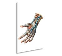 deyoli Impression sur toile Anatomie de la main, une tresse de nerfs, de muscles, de vie, format : 70 x 50 cm, impression d'art XXL sur châssis/décoration de salon