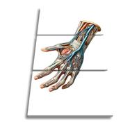 deyoli Impression sur toile Anatomie de la main, une tresse de nerfs, de muscles, format de vie : 120 x 80 cm (3 pièces) XXL Impression d'art sur châssis Décoration de salon
