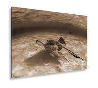 deyoli Impression sur toile Motif raie élégante qui glisse sur le sable blanc dans l'océan clair Format : 90 x 60 cm Effet : sépia XXL Impression d'art sur châssis Décoration de salon