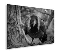 deyoli Impression sur toile représentant un corbeau curieux regardant de l'ombre verte Format : 60 x 40 cm Effet : noir et blanc XXL Impression d'art sur châssis / Tableau mural / Décoration de salon