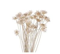 DFSM Fleurs séchées 30 pièces fleurs séchées vives mini marguerites petites étoiles bouquet de fleurs naturelles préserve floral pour bricolage mariage décoration d'intérieur (couleur : blanc)