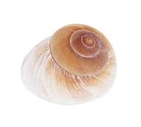 DHliIQQ Rouleau de coquille de poisson ermitage crabe remplacement coquille décoration aquarium coquille M2L1 conque escargot naturel pain spécial